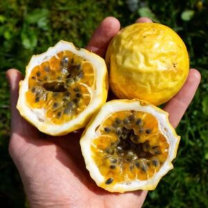 Passionfruit Yellow (maracuja) sweet 2lbs