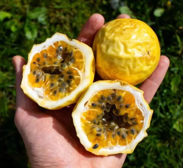 Passionfruit Yellow (maracuja) sweet 2lbs