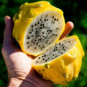 Dragon fruit (pitaya) yellow sweet 3.5lbs