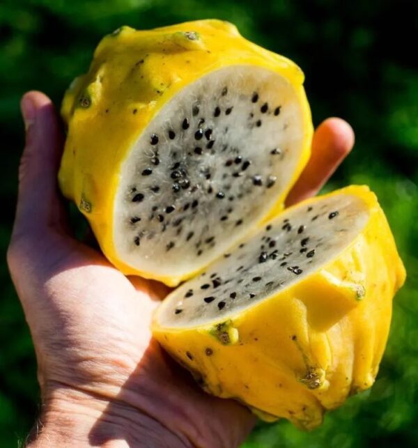 Dragon fruit (pitaya) yellow sweet 3.5lbs