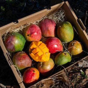 Mango Kent 8.8lbs