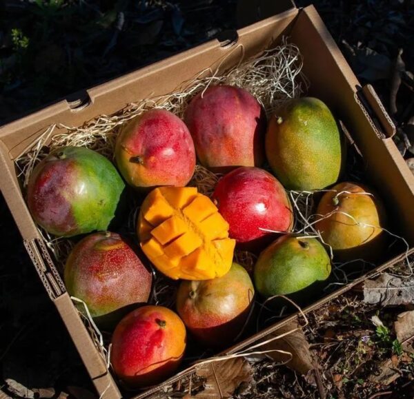 Mango Kent 8.8lbs