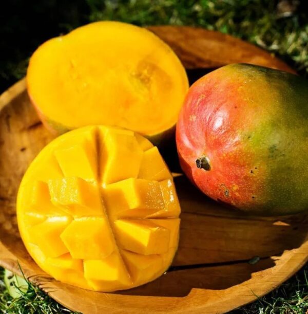 Mango Kent 8.8lbs - Image 2