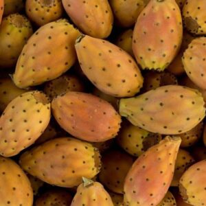 Barbary Fig (spikeless) Orange 1lbs