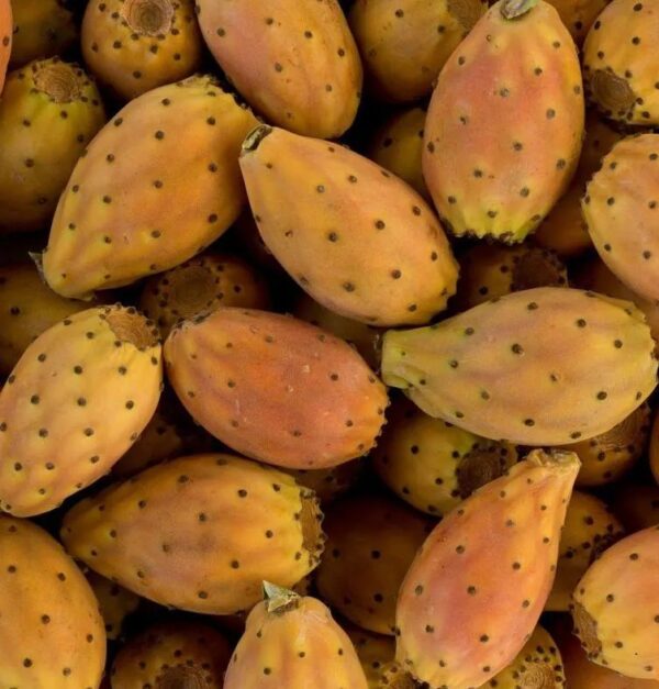 Barbary Fig (spikeless) Orange 1lbs