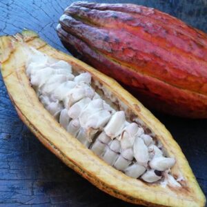 Cocoa Pod 2lbs