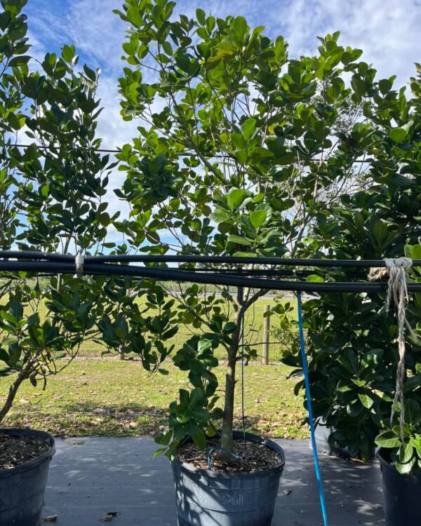 Jackfruit