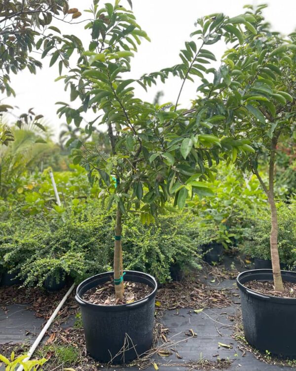 Soursop Tree