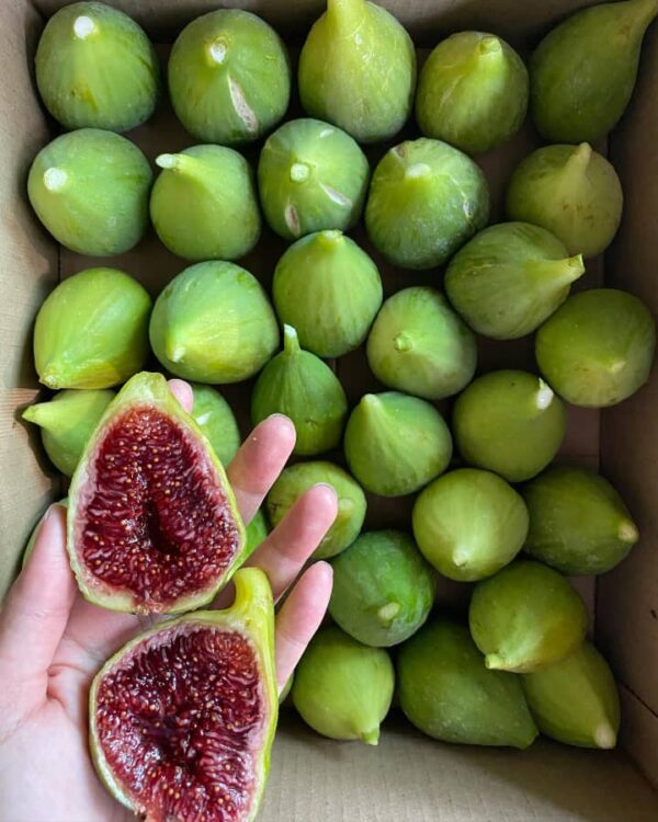 Fig Fruit