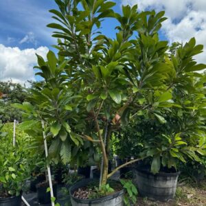 Sapodilla