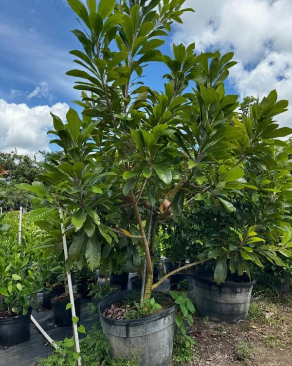 Sapodilla