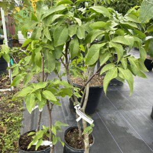 Spanish Lime