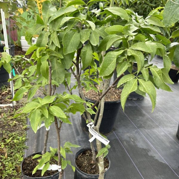Spanish Lime