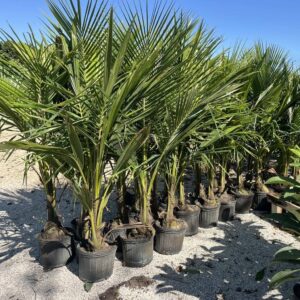Coconut