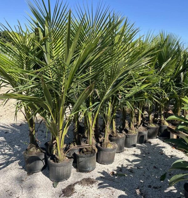 Coconut