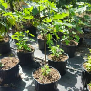 Fig