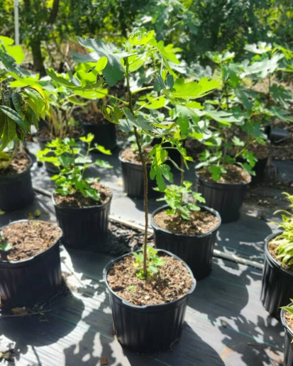 Fig