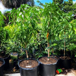 Mango 25gal