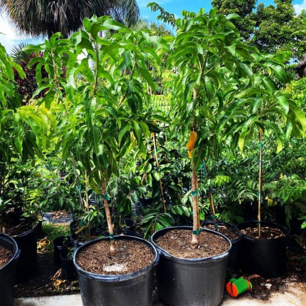 Mango 25gal