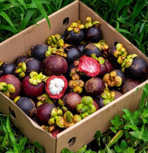 Mangosteen 3lbs