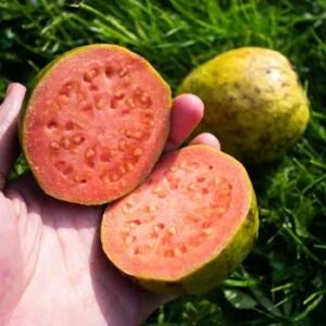 White/Pink Guava