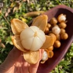 Lanzones