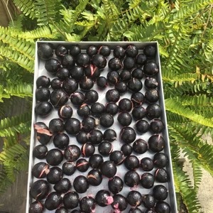 Jaboticaba
